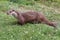 Otter at the British Wildlife Centre