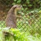 Otter in captivity is looking through the fence of it\'s cage