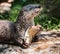 Otter with a carp