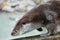 Otter close up in profile. The muzzle and front paws are a fluffy predatory water river animal of the eye of a button, a sly