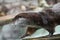 Otter close up in profile. The muzzle and front paws are a fluffy predatory water river animal of the eye of a button, a sly