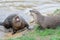 Otter disagreement