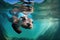 otter diving into clear blue pool, with its head underwater