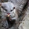 Otter eating