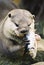 Otter eating a fish