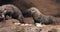 Otter eating fish