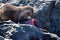 Otter eating a large lingcod on the rocks at Clover Point