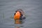 Otter eating an orange fish in the water