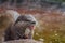 Otter Eating Shrimp in the Sun in ZSL London Zoo