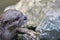 Otter face close-up. Beautiful wildlife nature image. Cute animal