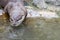 Otter face close-up. Otter entering the water