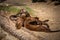 Otter family in zoo.