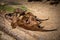 Otter family in zoo.