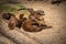 Otter family in zoo.