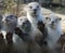 Otter feeding time