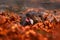 Otter with fish, autumn orange wildlife. Eurasian otter, Lutra lutra, detail portrait of water animal in the nature habitat,