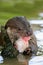 Otter with fish. Hunter with catch, feeding scene. Eurasian otter, Lutra lutra, detail portrait water animal in the nature habitat