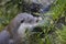 Otter head in wilderness. Wildlife animal background