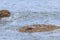 Otter hunting on a rock surrounded by water along the Scottish coast