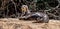 Otter lies on the sand on the bank of the river.