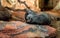 An otter lying on the shore