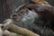 Otter muzzle in profile. The muzzle of a river animal is a furry predatory animal with beautiful fur, eyes of a button