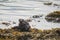 Otter pair resting on seaweed bank