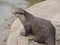 Otter in the rain