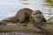 Otter Relaxing In The Sun