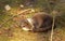 Otter resting on the grass