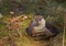 Otter resting on the grass