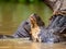 Otter in the river. Portret. Close-up.