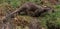 Otter running across a meadow