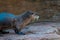 Otter running around on a rock at the John Ball Zoo