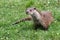 Otter sitting on the grass