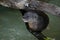 Otter sitting on a log