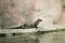 Otter sitting on a rock in a zoo