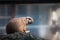 Otter sitting on the stone