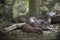 Otter sleeping on floor in pond of garden at public park