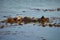 Otter sleeping in water.