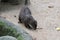 An otter sniffing on a sandy ground looking for food