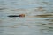 Otter swimming and feeding in a lake