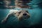 otter swimming underwater, its nose and whiskers visible above the surface