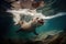 otter swimming underwater, its tail and head breaking the surface
