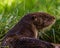 Otter in Wildpark Neuhaus