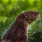 Otter in Wildpark Neuhaus