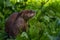 Otter in Wildpark Neuhaus