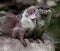 Otter yawn