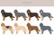 Otterhound clipart. Different poses, coat colors set