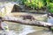 Otters Asian Short Clawed otter on a log crossing water